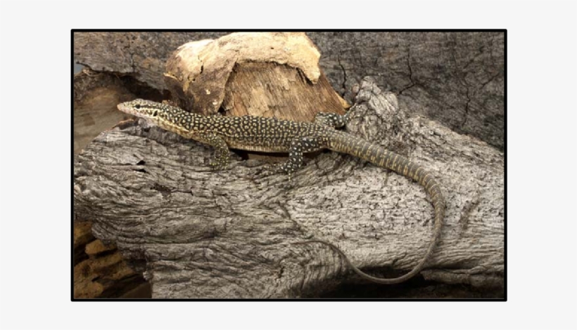 Varanus Auffenbergi From Roti Island Off The Coast - Varanus Auffenbergi, transparent png