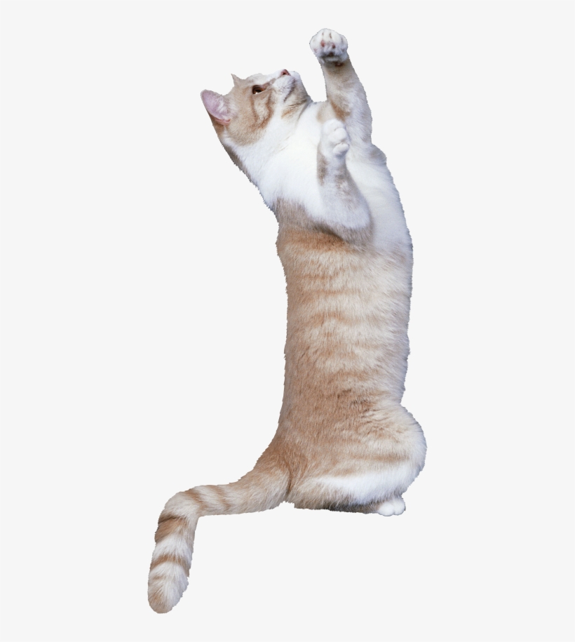 Cat Png, Download Png Image With Transparent Background, - Cat, transparent png