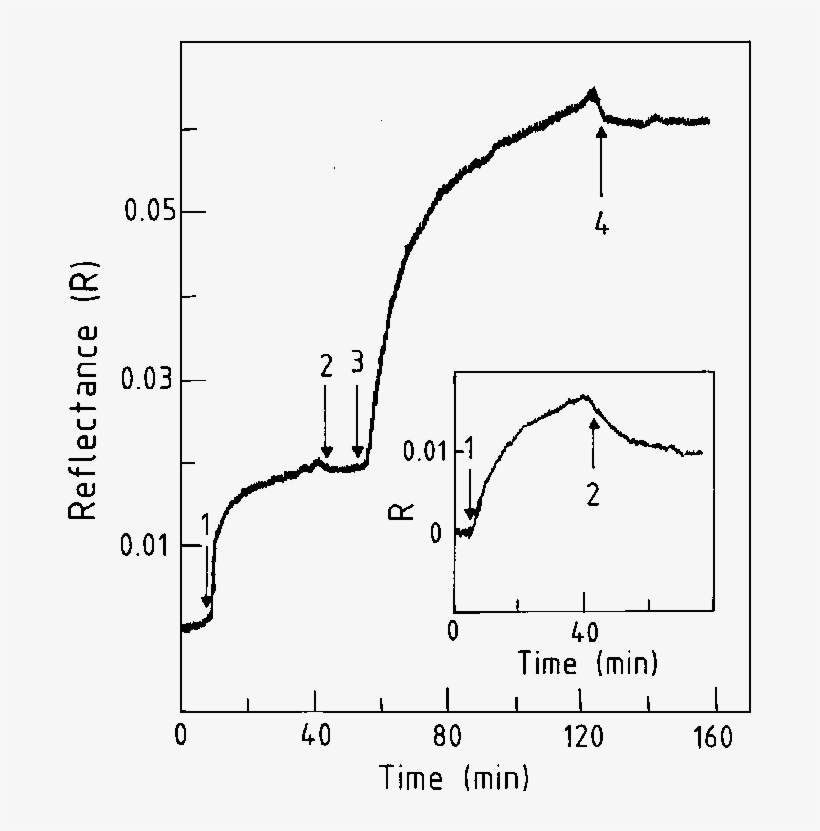 Rrreeeteee Peptide Binding To Polylysine Immobilized - Diagram, transparent png