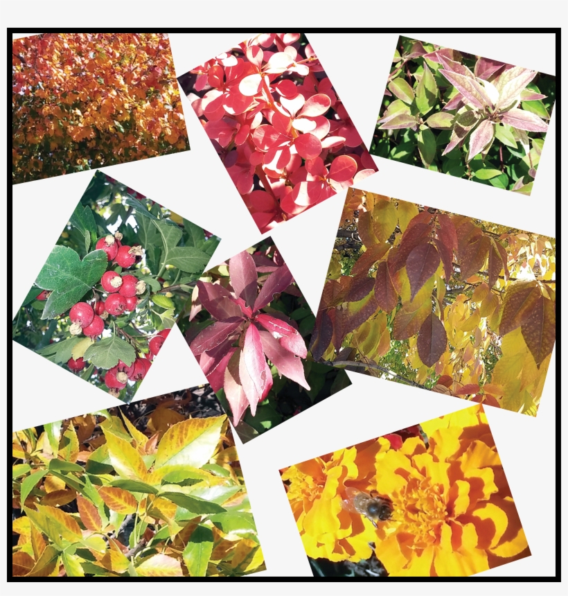 Fall - Collage, transparent png