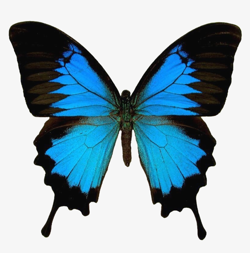 Butterfly Texture Photo Butterfly7 - Papilio Ulysses, transparent png