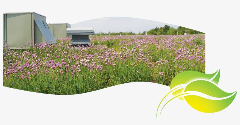 Ever Since The Creation Of Atmosphere In 1998, The - Grass, transparent png