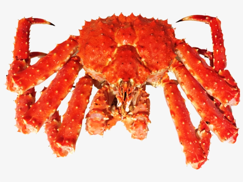 King Crab - Live Kingcrab, transparent png