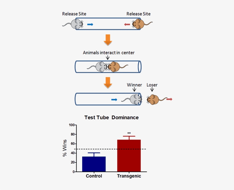 Tube Dominance Test - Dominance Test Mice, transparent png