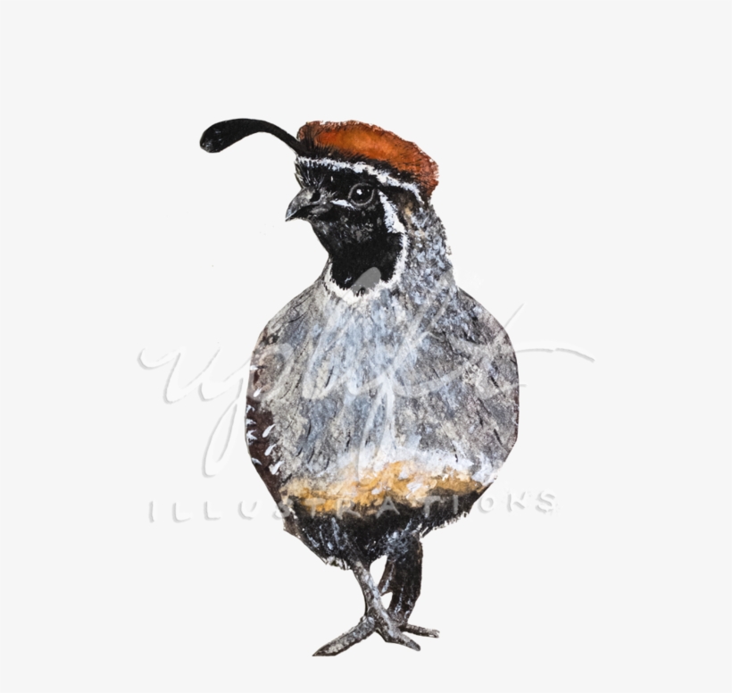 Quail, transparent png