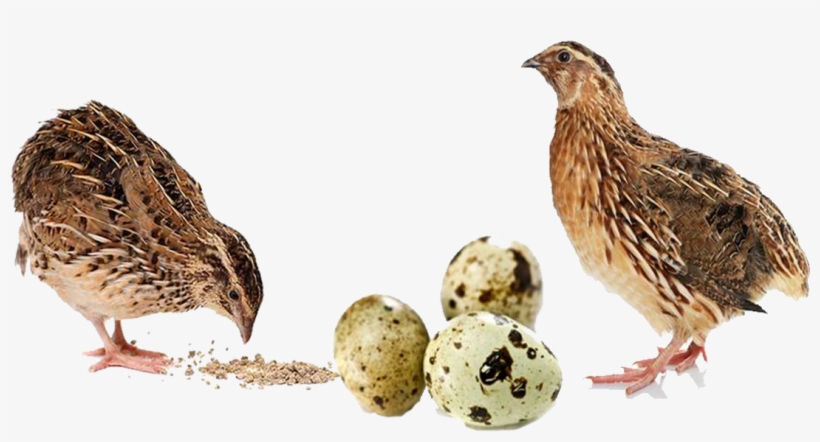Buy Quail Feed Online For Sale Quail Feed Manufacturers, - Quail Egg, transparent png