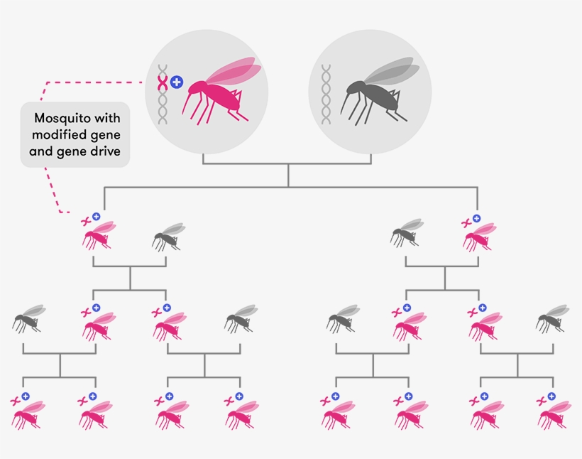 A Diagram Showing The Inheritance Pattern Of A Modified - 800x574 PNG ...