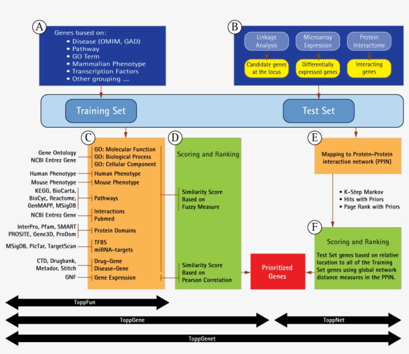 Scoring And Ranking Of Test Set Genes Based On Relative - Toppgene, transparent png