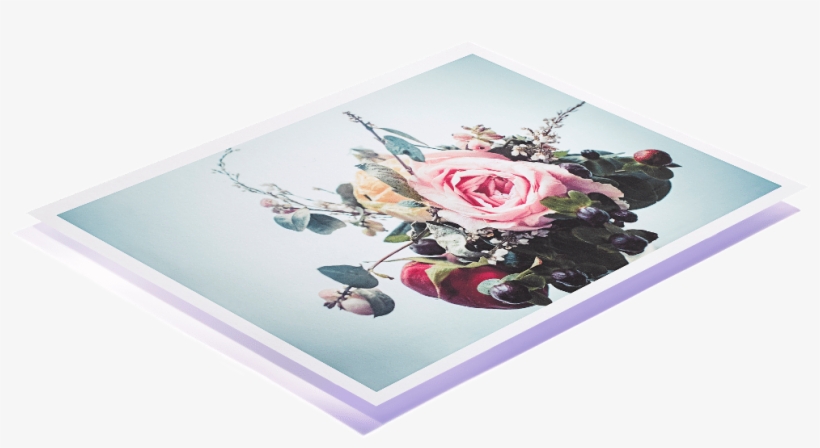 C-type Professional Photographic Print - Garden Roses, transparent png