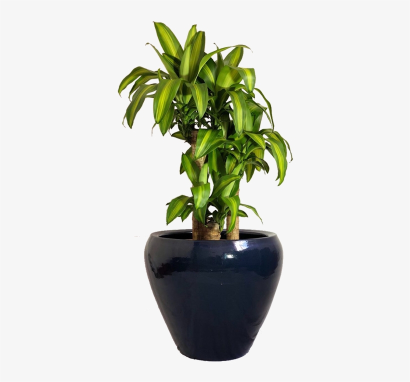 Pau D' Água - Flowerpot, transparent png