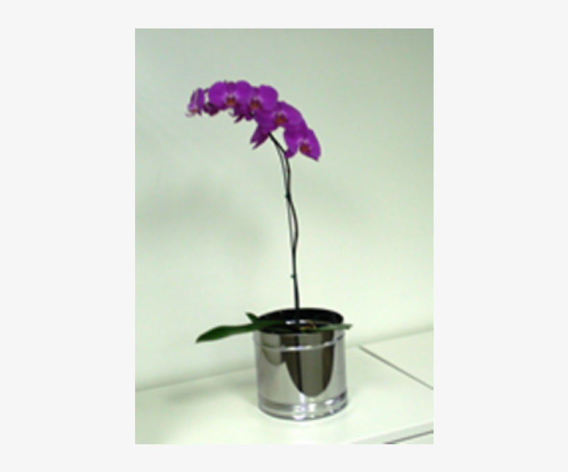 Cachepô De Mesa, 20 X 20 Cm, De Inox, Com Gaveta Coletora - Moth Orchid, transparent png