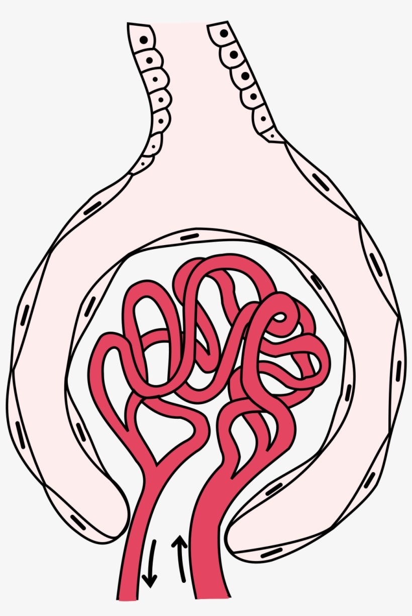 Bowman's Capsule - Basement Membrane Bowman's Capsule, transparent png