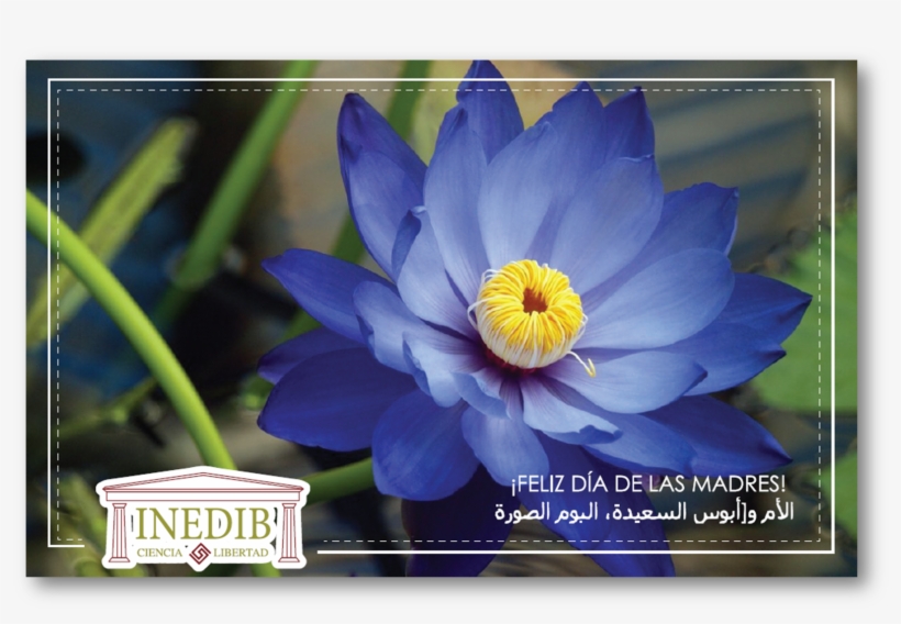 Invitación Día De Las Madres - Blue Lotus Flower Hq, transparent png