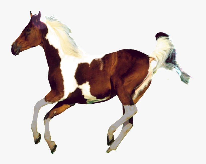 Aesthetically Beautiful Horse Png - Art Of Photography, transparent png