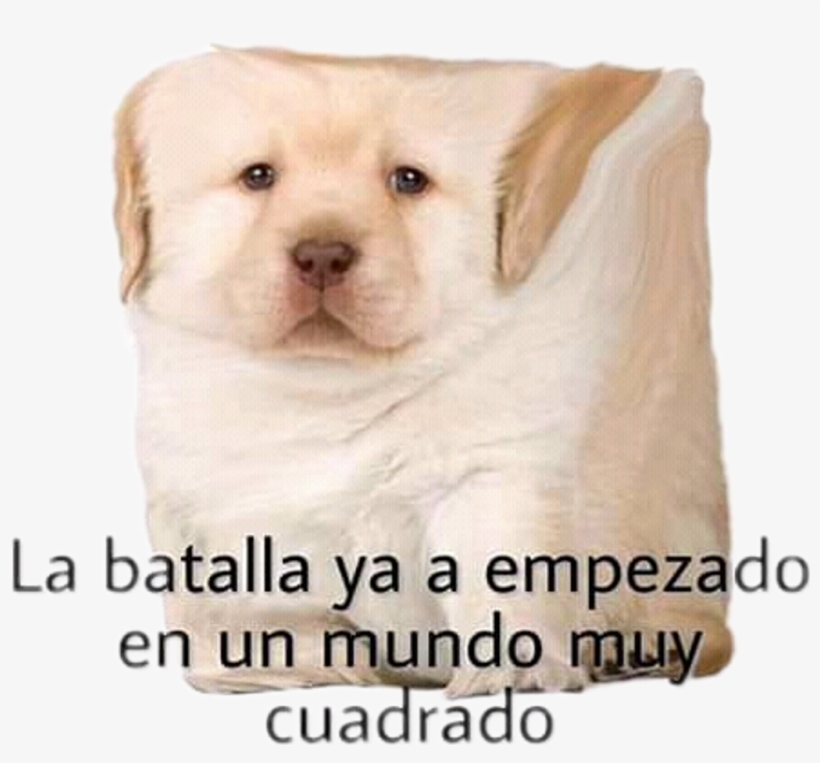 Momo Sticker - Labrador Retriever, transparent png