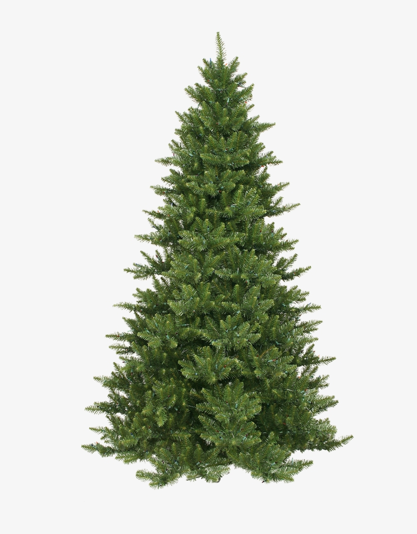 Pinos Png - Pine Tree, transparent png