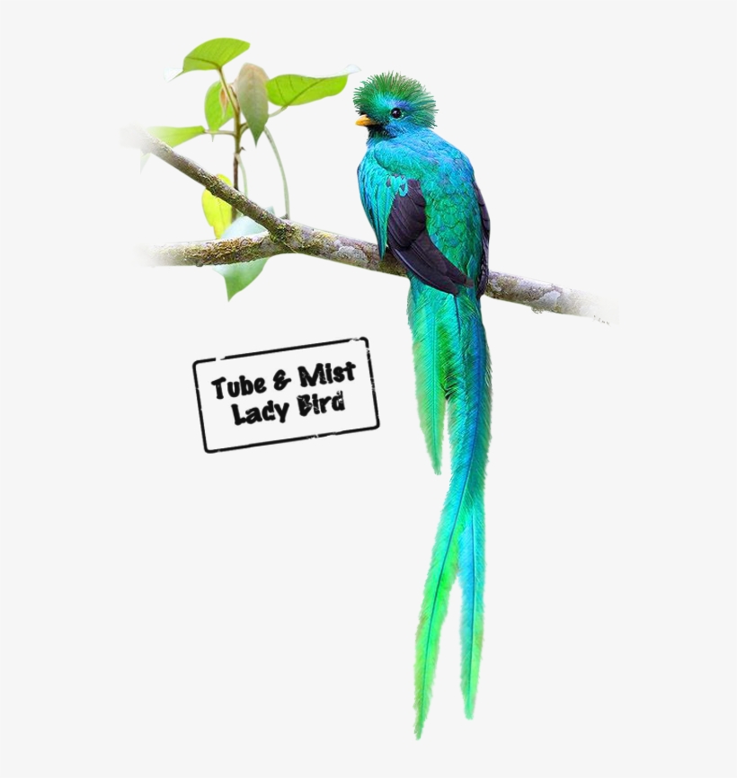 Oiseaux Quetzal - Budgie, transparent png
