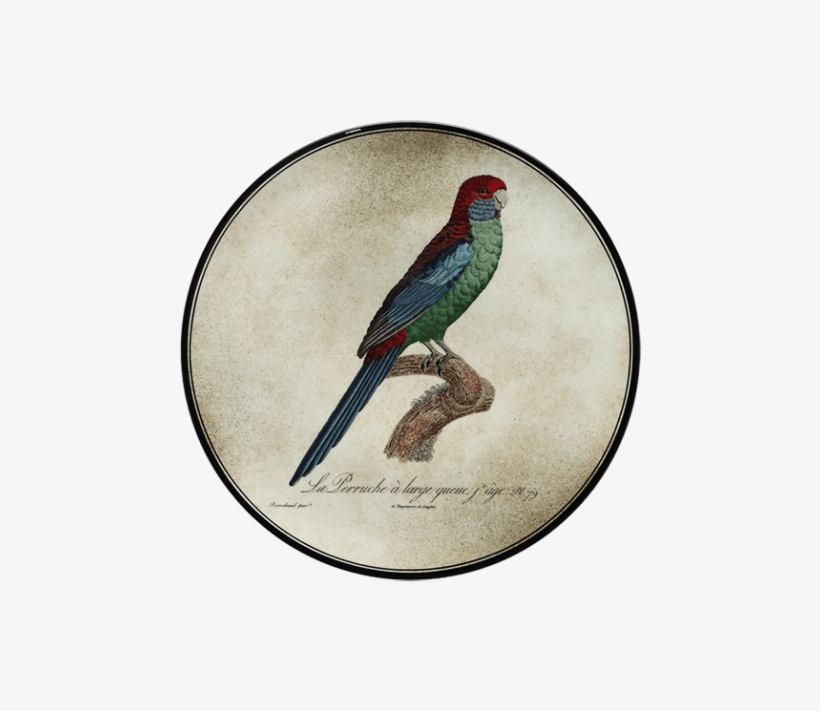 Parakeet, transparent png