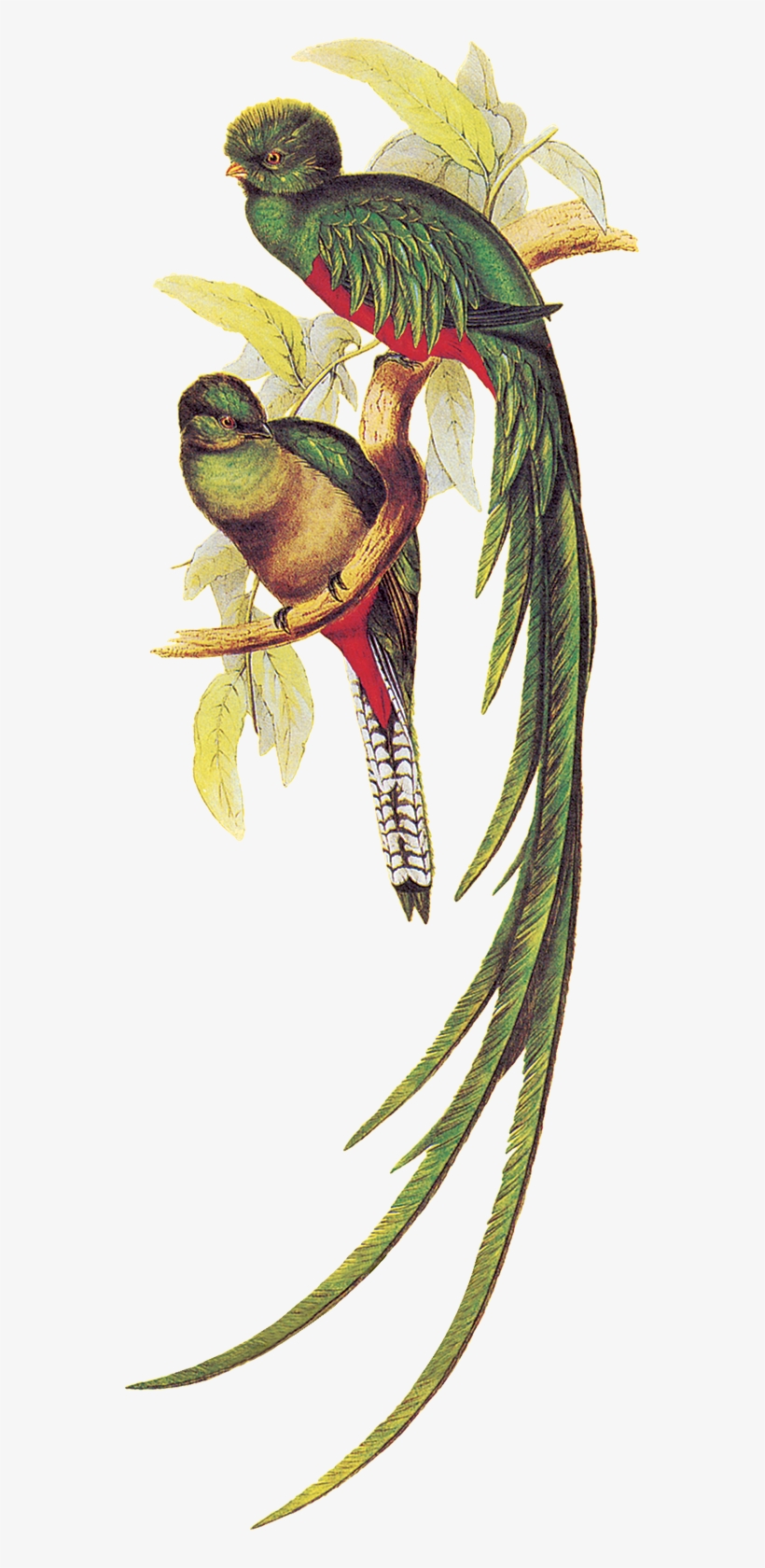 31 Gennaio - Quetzal Illustration, transparent png