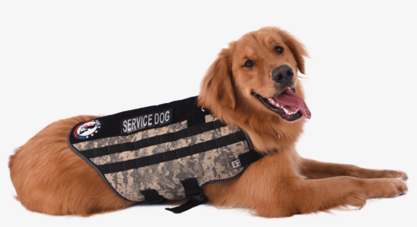 It's That Season When We're All Thinking About Some - Companion Dog, transparent png