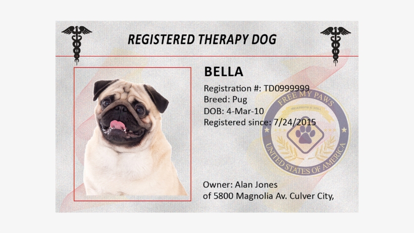 Pug, transparent png