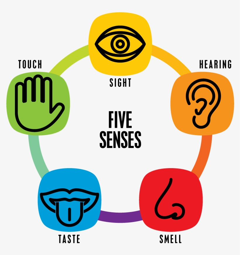 Thumb Image - 5 Senses, transparent png
