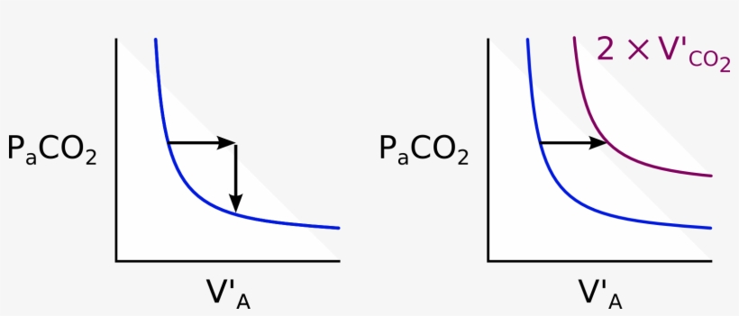 Qualitative Features Of Alveolar Carbon Dioxide - Graphic Design, transparent png
