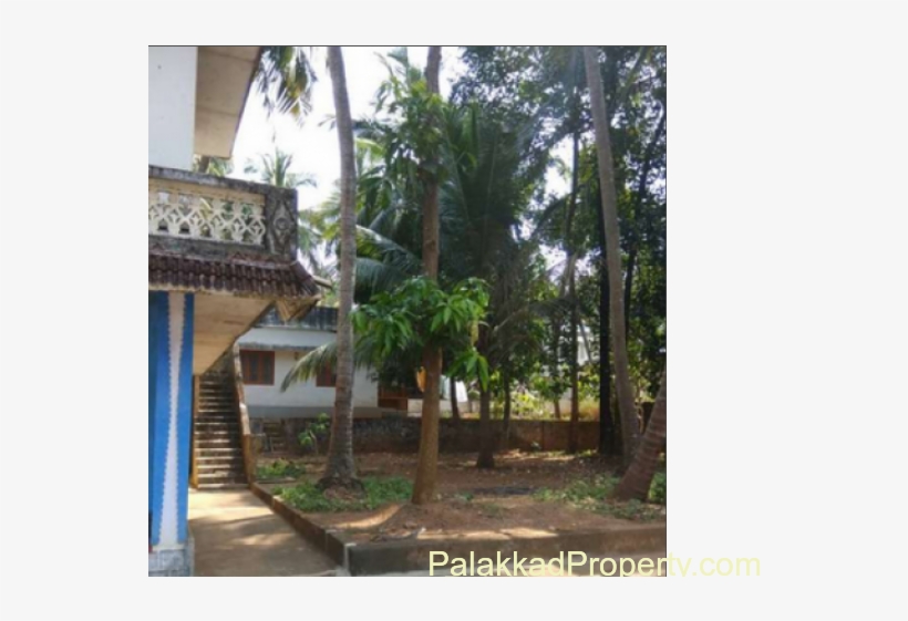 For Sale, 29cent Property With Cocunut Trees, Mango - Attalea Speciosa, transparent png