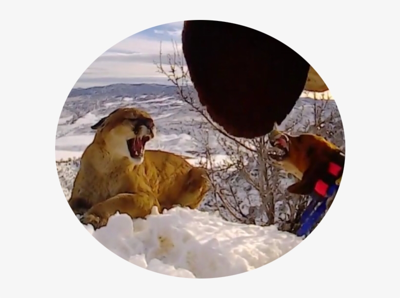 What's A Battle Dog - Masai Lion, transparent png