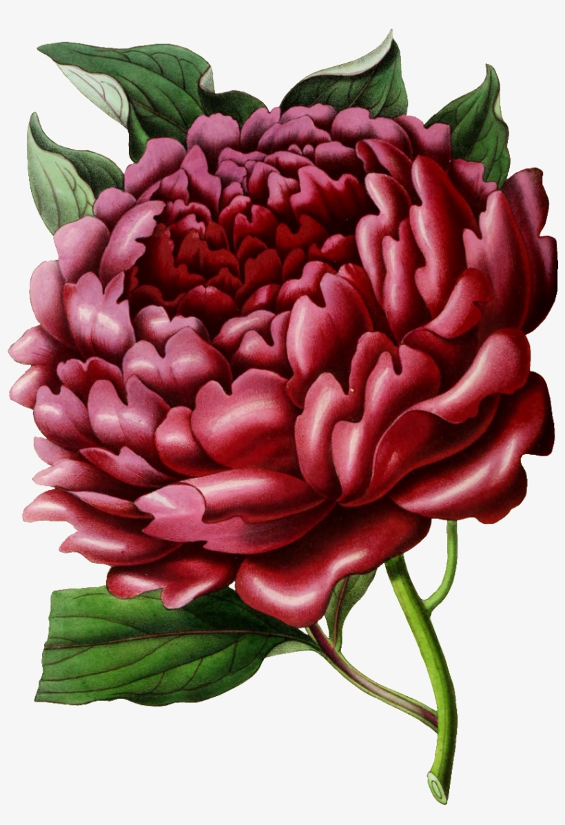 Blooming Red Hd Flowers Decorative Element Design - Chrysanths, transparent png