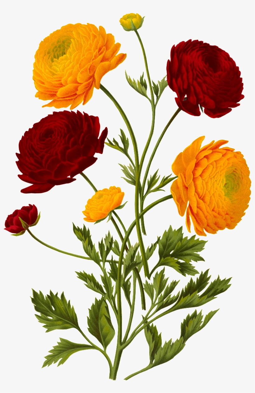 Blooming Flowers Decorative Element Design - Illustration, transparent png