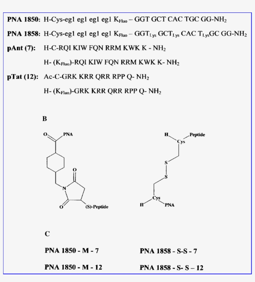 Chemical Structure Of The Two Different Couplings, - Chemical Composition Of Peptides, transparent png