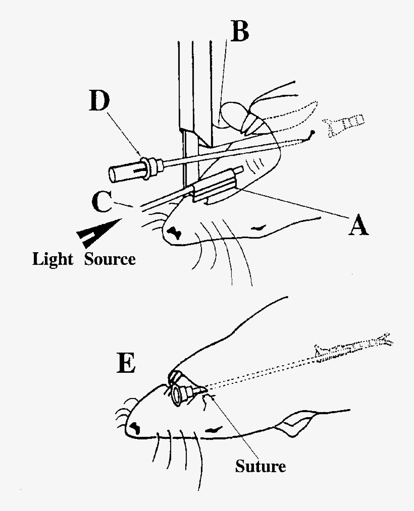 The Short Blade Puts Pressure Against The Upper Incisors, - Line Art, transparent png