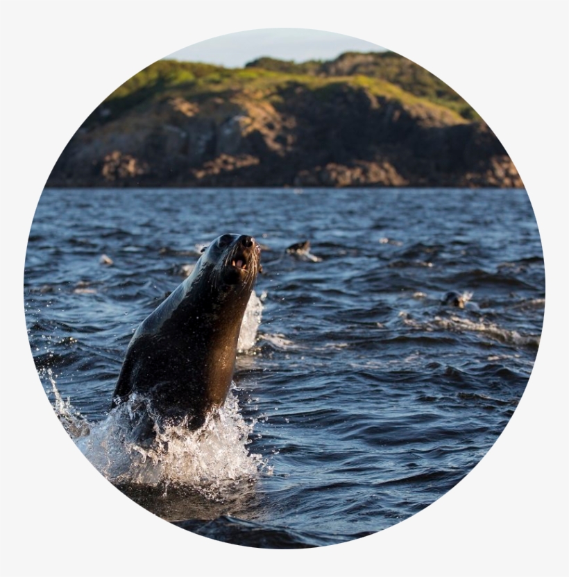 Featured Tweet - - California Sea Lion, transparent png