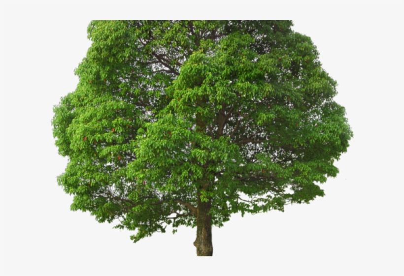 Photoshop Clipart Arch Tree - รูป ต้นไม้ Png, transparent png