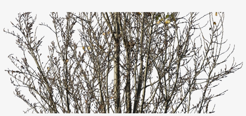 Previous - Next - Pond Pine, transparent png