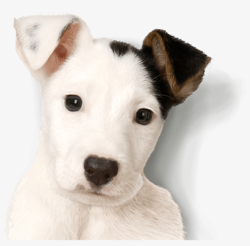 Healthy, Simple - Russell Terrier, transparent png