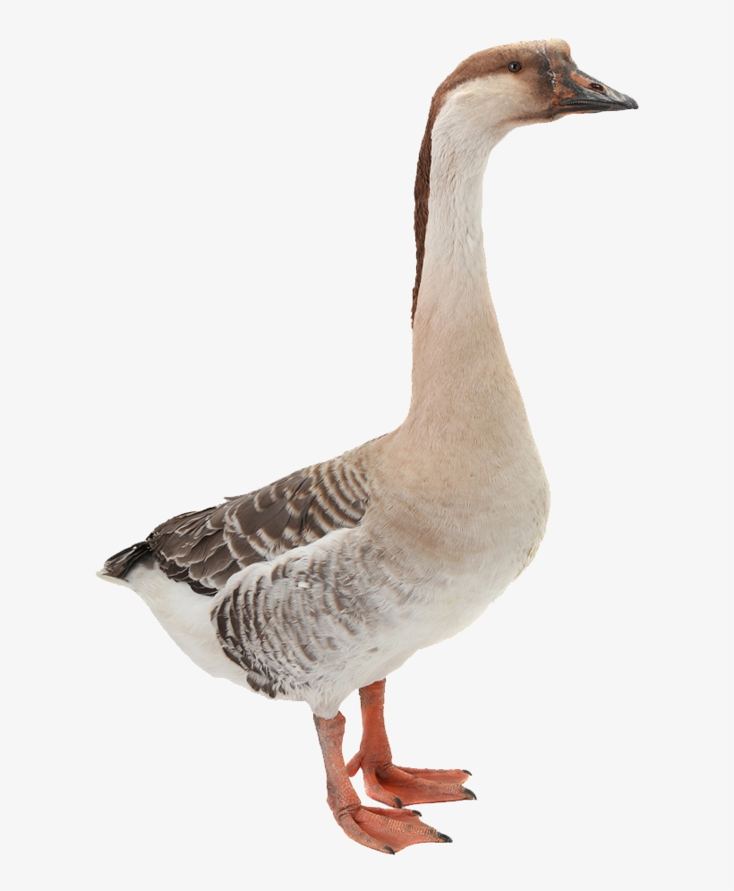 White Duck Png Image - ห่าน Png, transparent png
