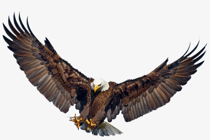 Eagle Landing Wings Spread - Flying Philippine Eagle Png, transparent png