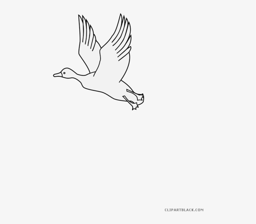 Flying Duck Animal Free Black White Clipart Images - Seabird, transparent png