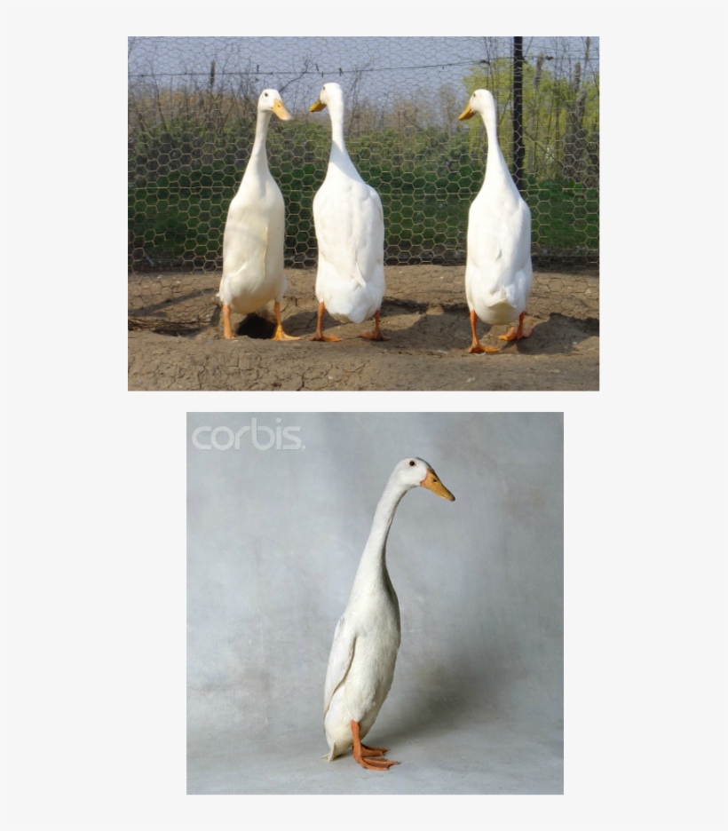White - White Duck Long Neck, transparent png