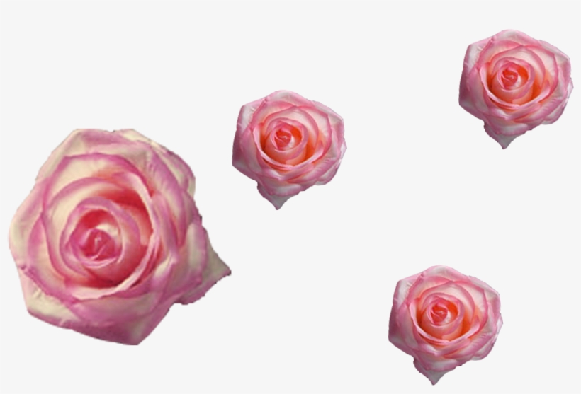Mixed Color Rose Png File Png Cool Free Use For Your - Garden Roses, transparent png