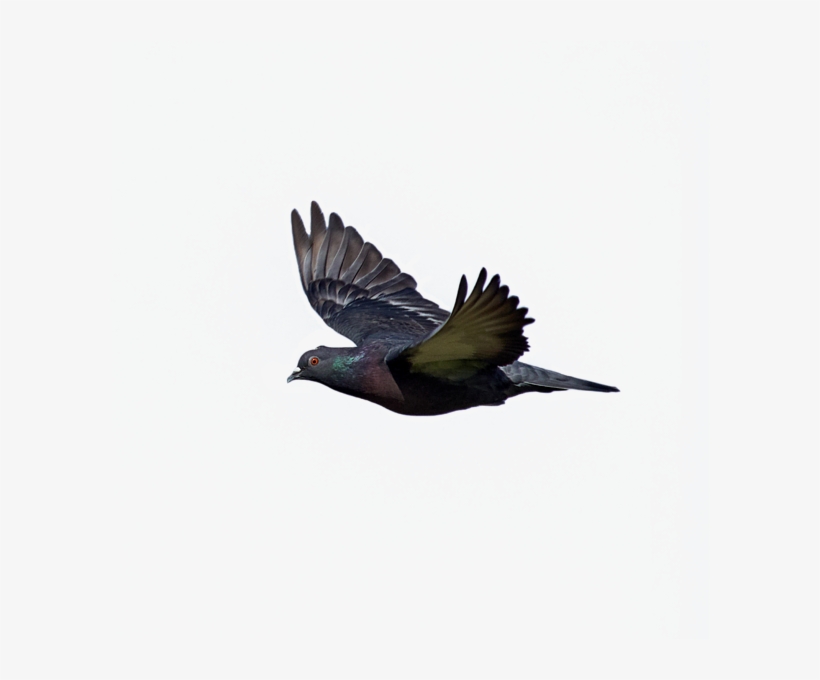 Bleed Area May Not Be Visible - Flying Pigeon, transparent png
