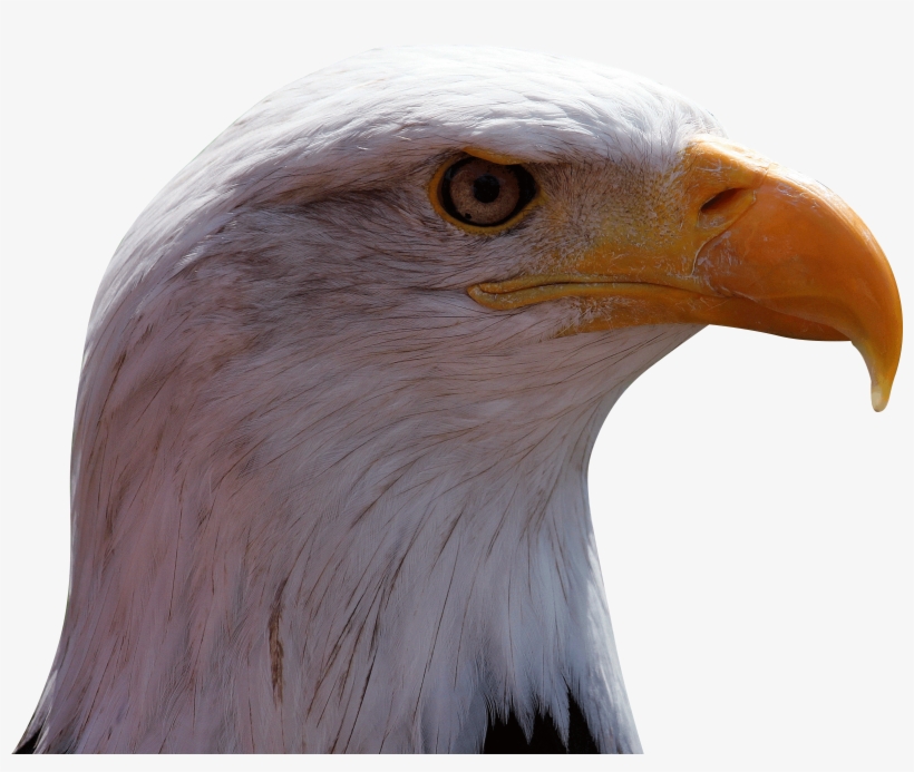 Download - Buzzard, transparent png