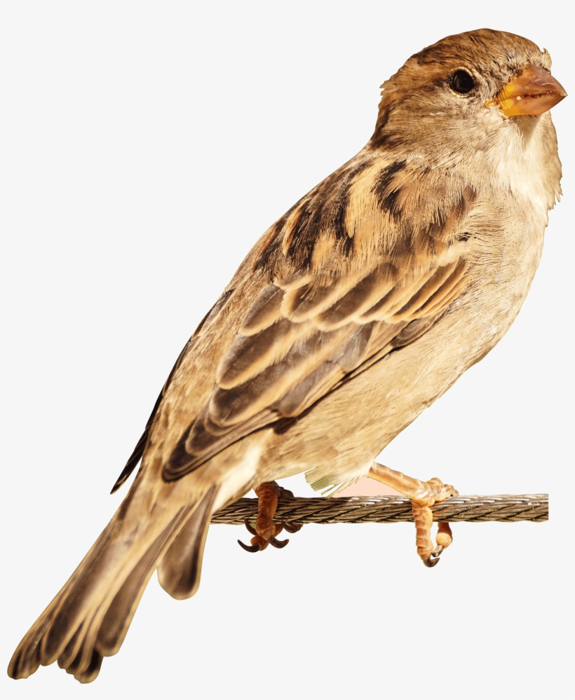 House Sparrow, transparent png