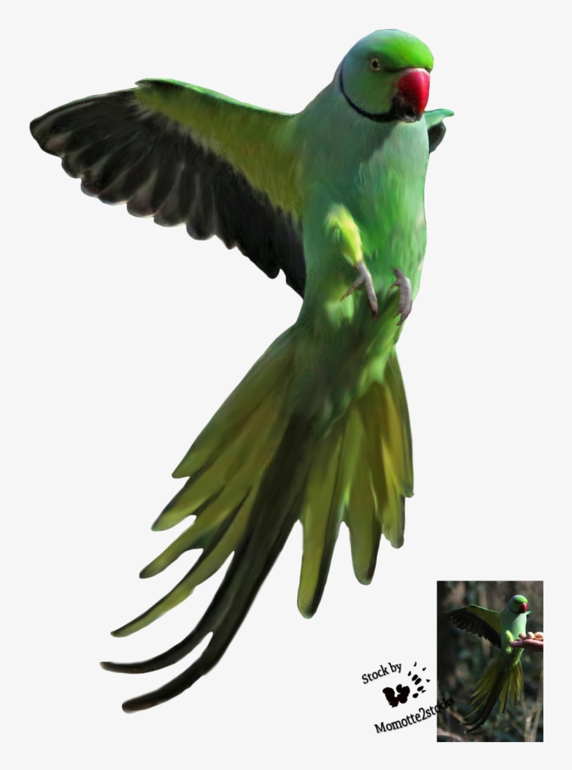 Parrot Cut Out - Green Parrot Flying Png, transparent png