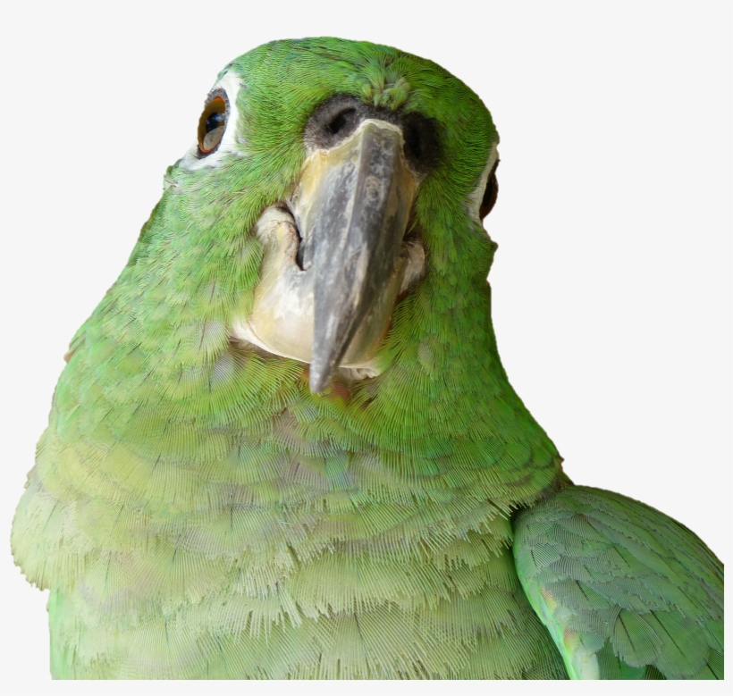 Budgie, transparent png