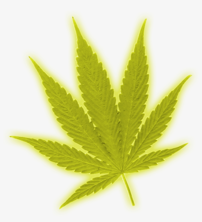 Ynlebsf ] - Maple Leaf, transparent png