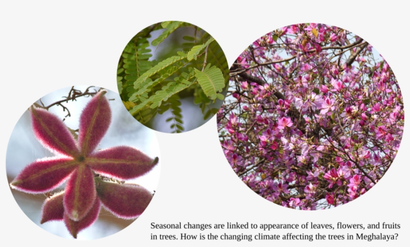 Panel3 - Bougainvillea, transparent png