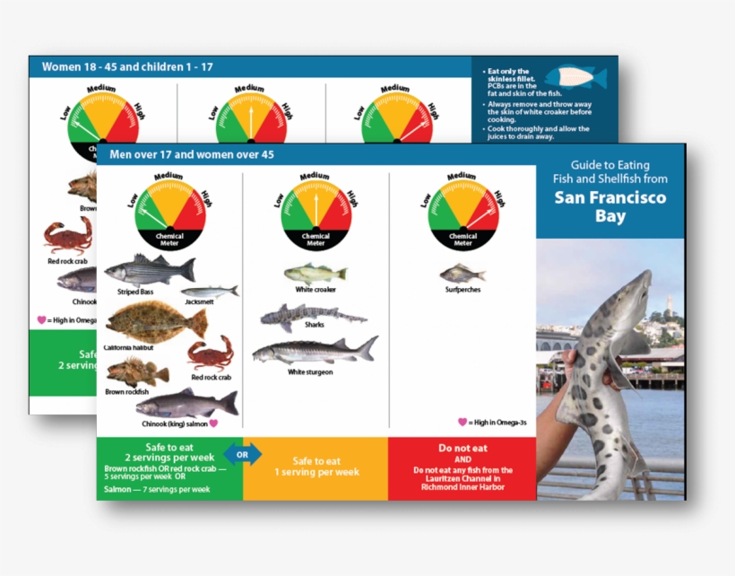 Brochure Shark - San Francisco Bay Fishes, transparent png